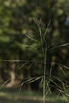 Fall panicgrass